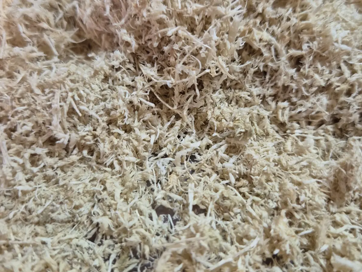 Close-up of dried Sphagnum biomass prepared for growing-media use
