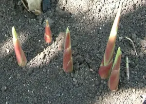 Miscanthus Giganteus spring emergence - rapid annual growth cycle from perennial root system