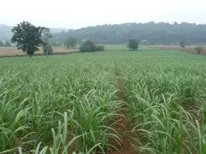 Miscanthus Giganteus crop in full growth - sustainable biomass reaching 3-4 metres tall