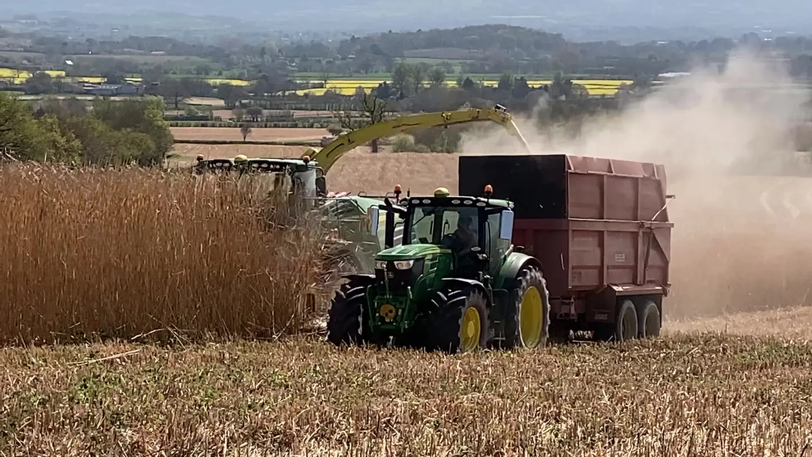 Miscanthus being forage harvested into a field trailer