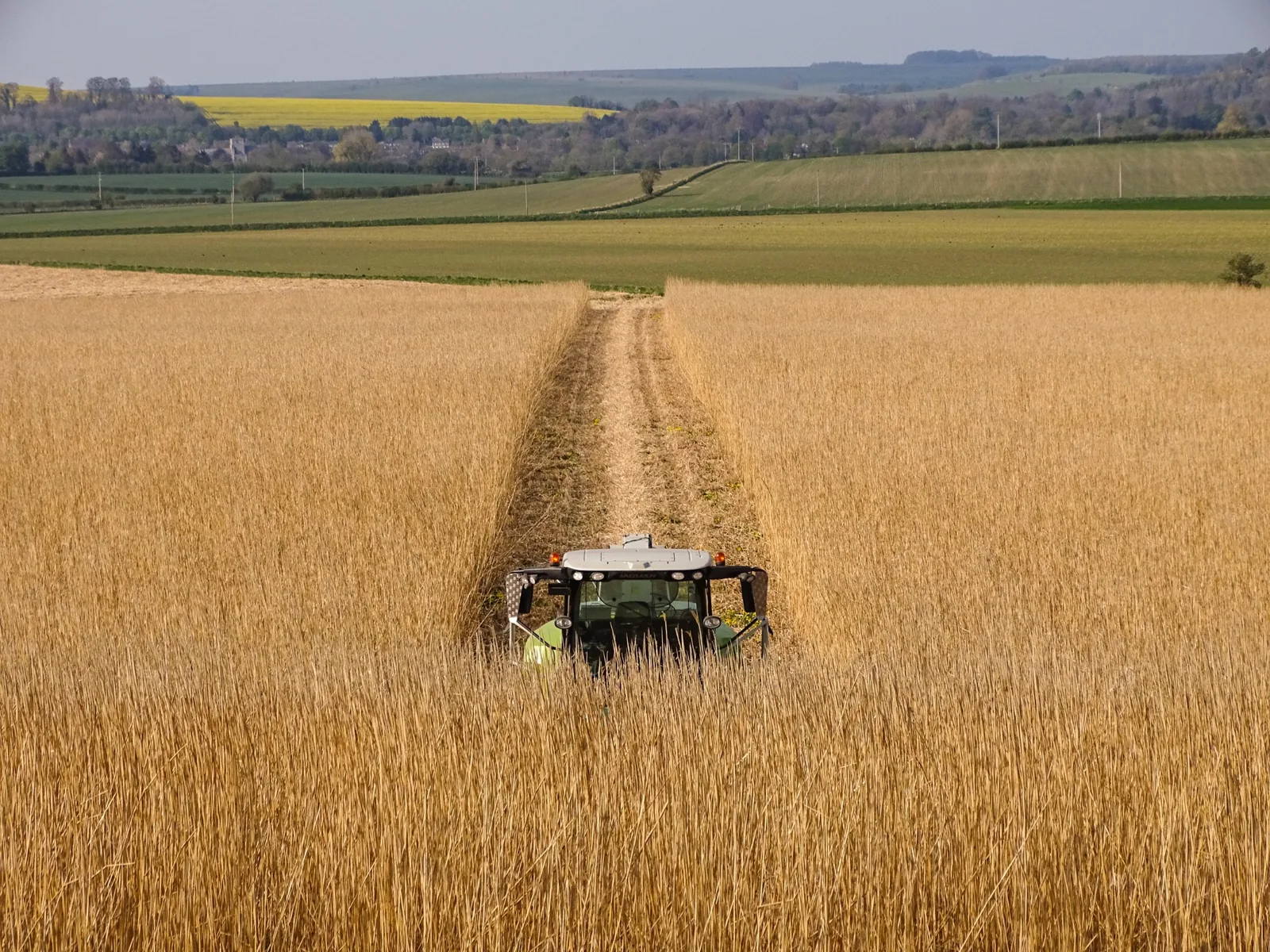 Miscanthus being harvested in a field, with a tractor moving between the rows