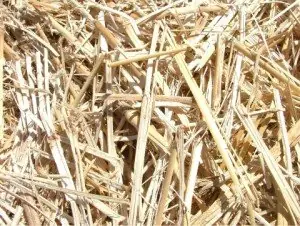 Chopped Miscanthus Giganteus fibre - raw material for biocomposites and circular economy products