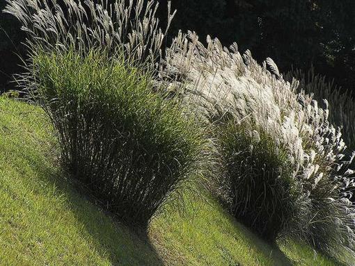 Mature miscanthus plants growing outdoors