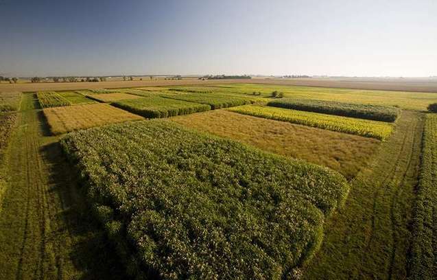 Comparison of food crop versus Miscanthus biomass land use efficiency in sustainable agriculture