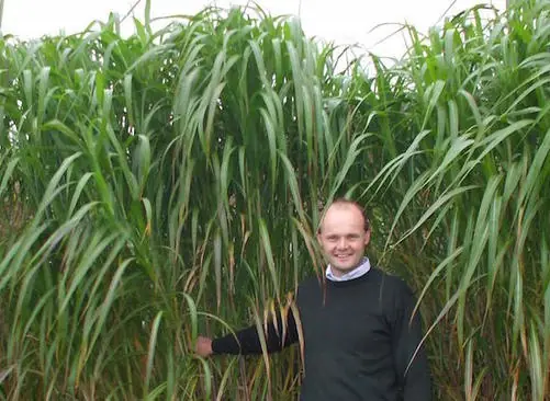 Miscanthus Giganteus as a renewable coal alternative - carbon-neutral solid biofuel