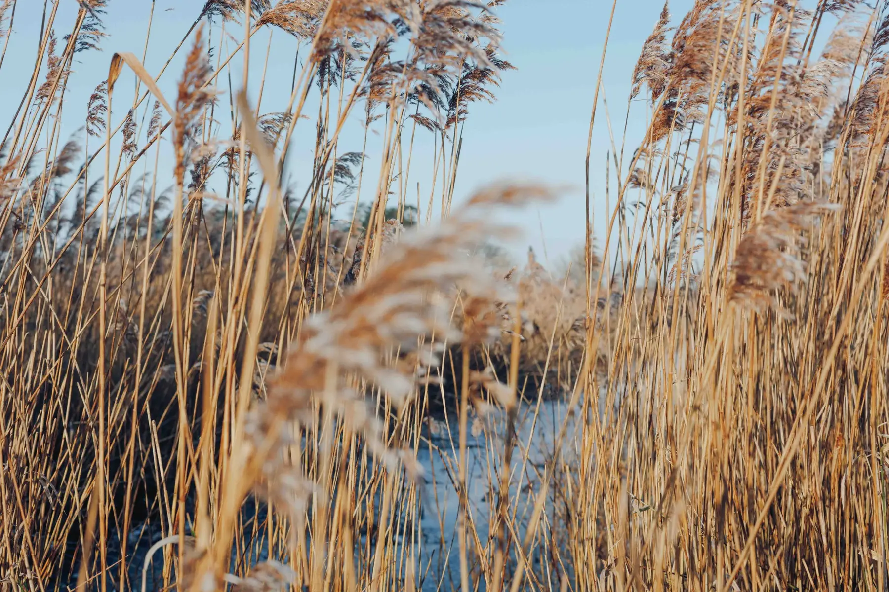 Common reed growing beside an open water channel in the Broads
