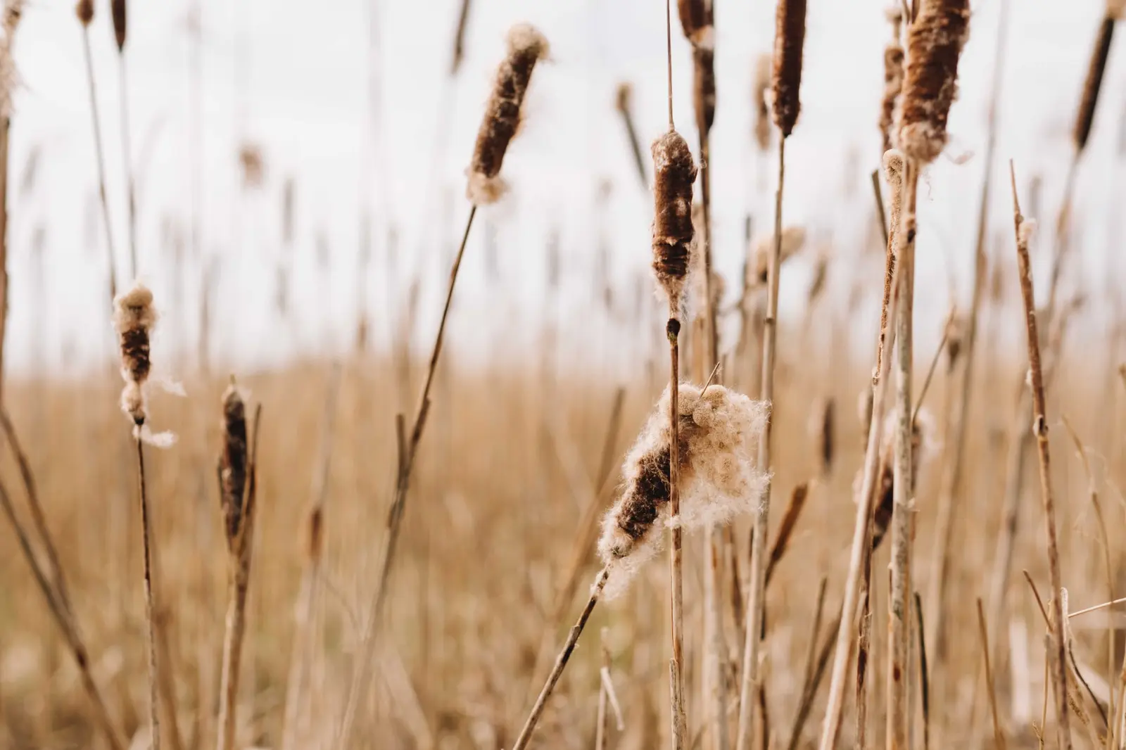 Typha seed heads in a wetland